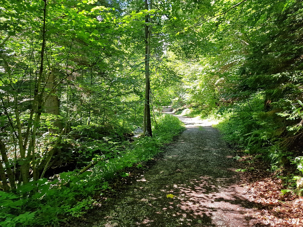 Slika je vidna v Google Chromu.