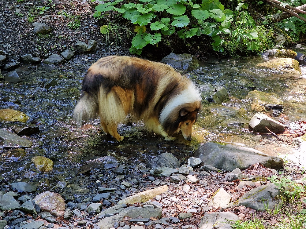 Slika je vidna v Google Chromu.