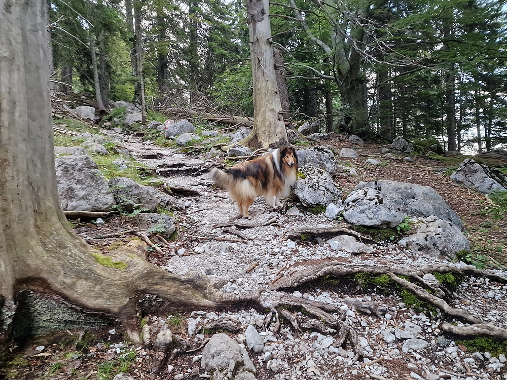 Slika je vidna v Google Chromu.