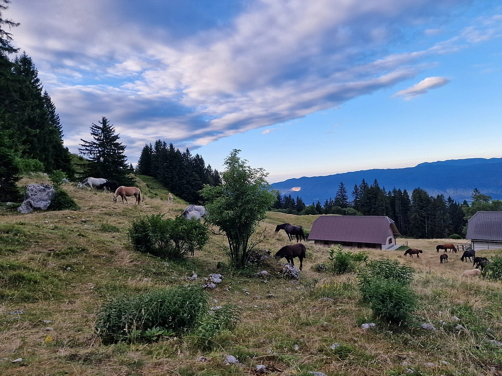 Slika je vidna v Google Chromu.