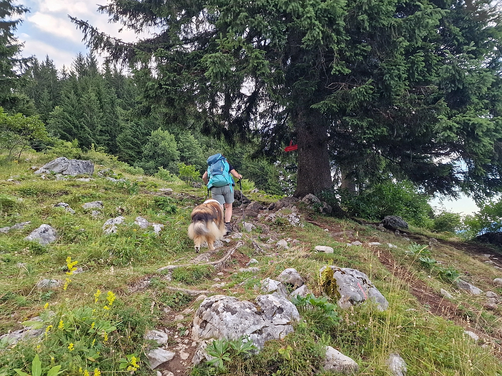 Slika je vidna v Google Chromu.