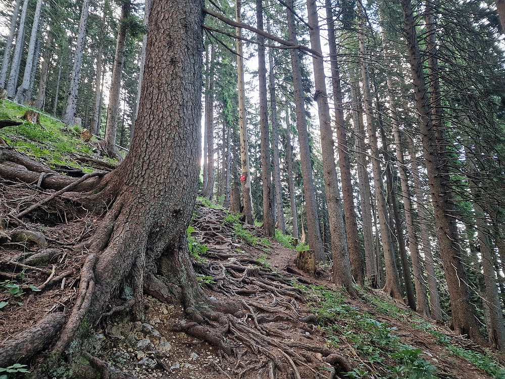 Slika je vidna v Google Chromu.