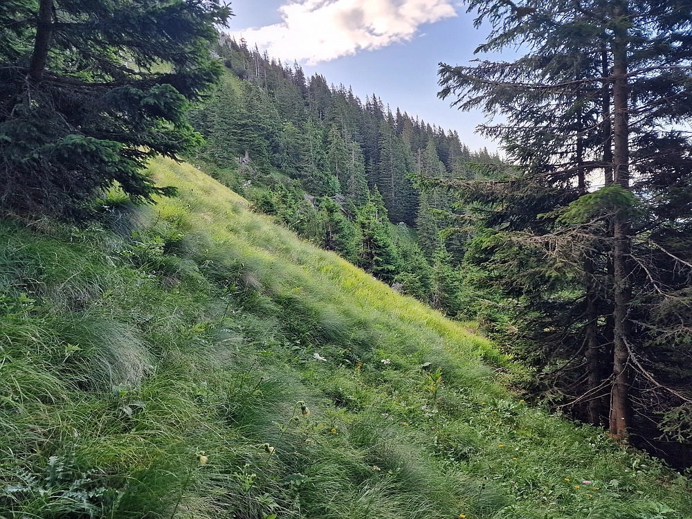 Slika je vidna v Google Chromu.