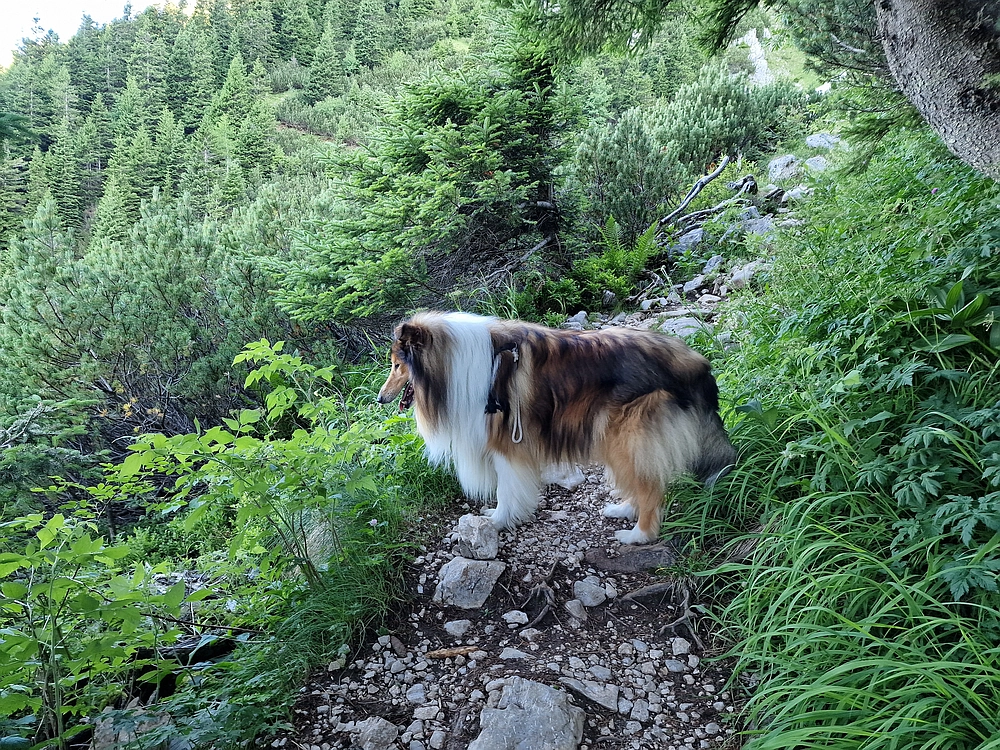 Slika je vidna v Google Chromu.