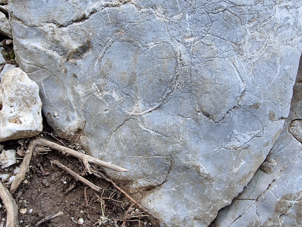 Slika je vidna v Google Chromu.