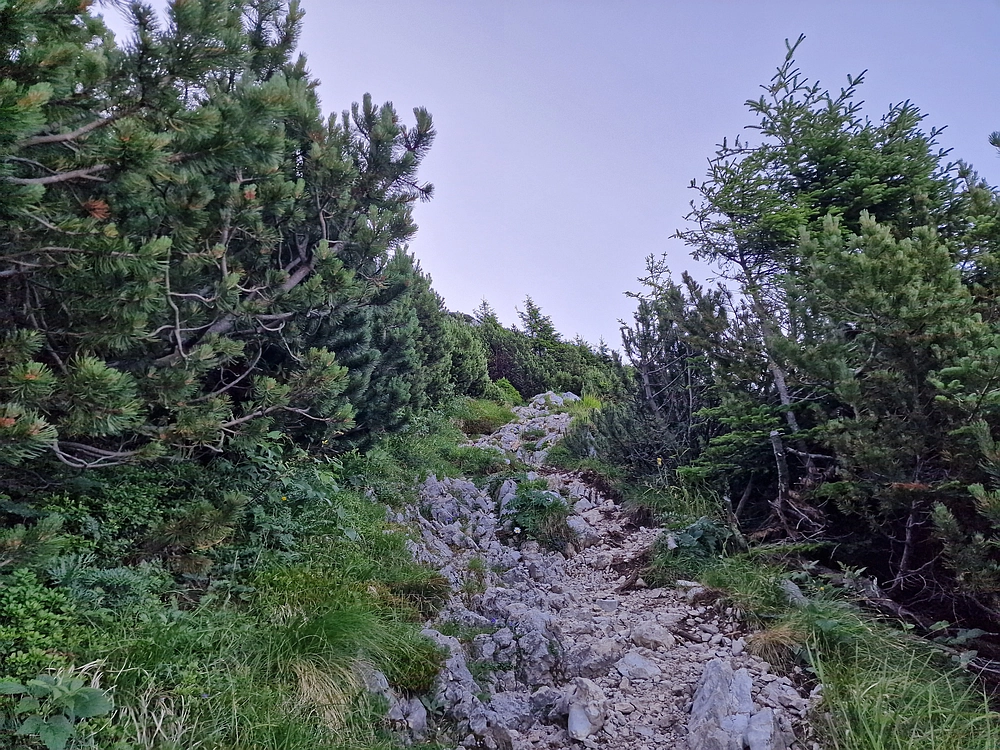 Slika je vidna v Google Chromu.