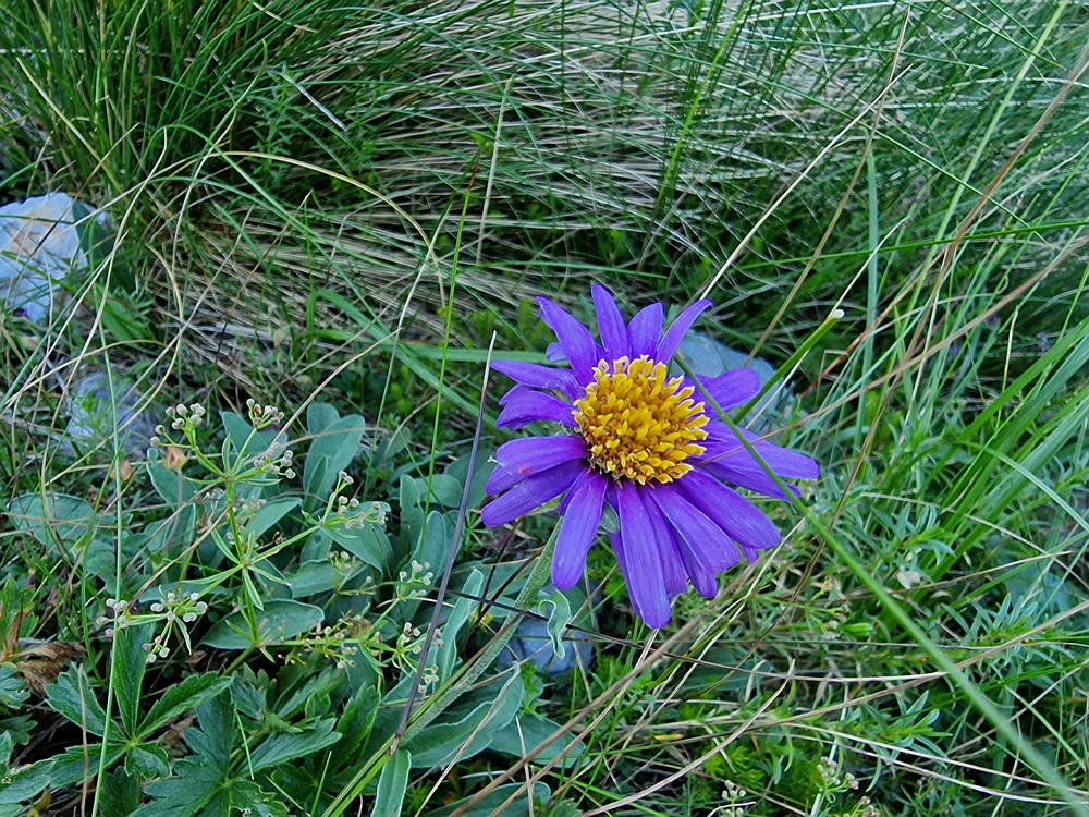 Slika je vidna v Google Chromu.