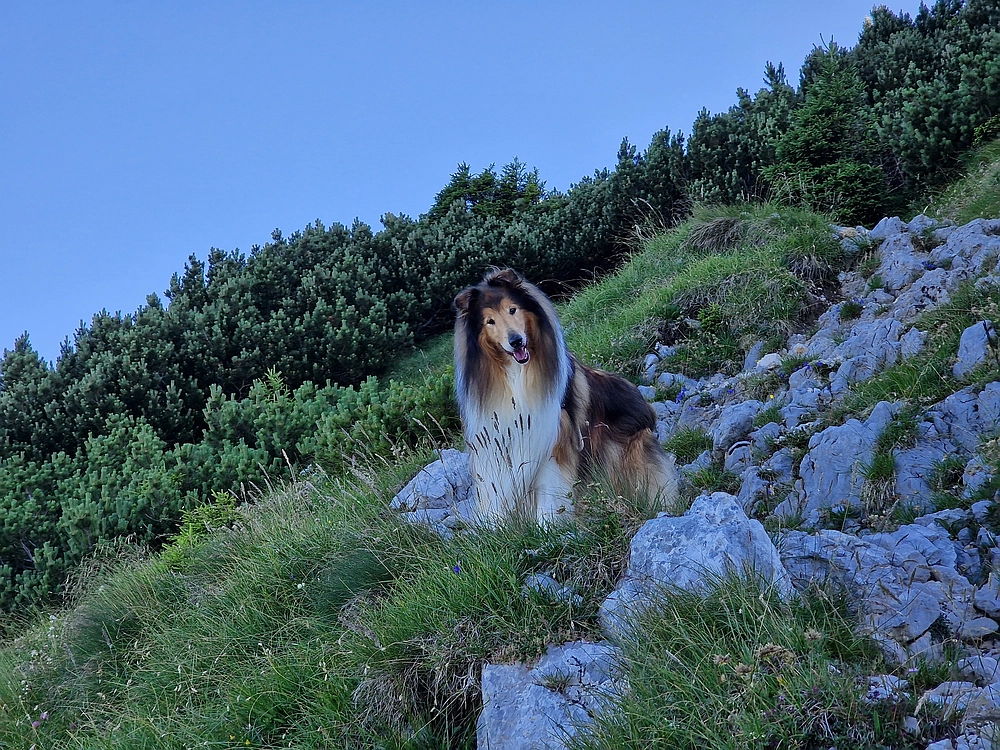 Slika je vidna v Google Chromu.