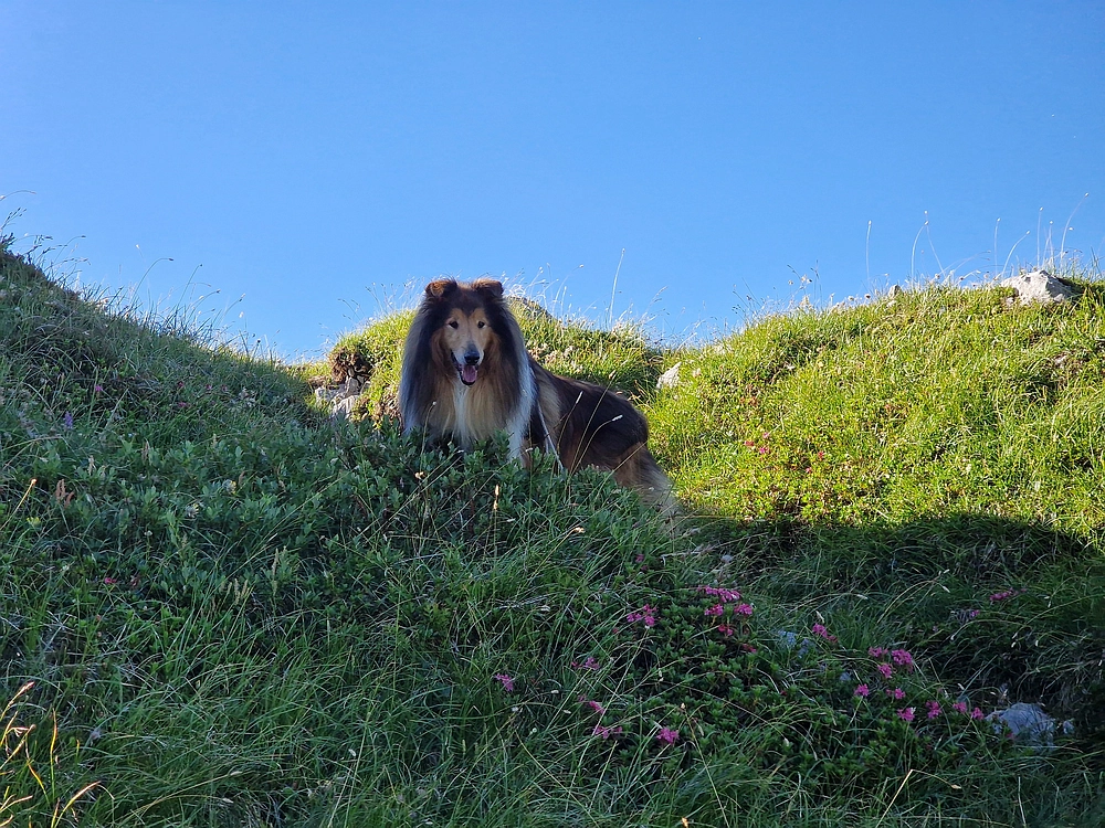 Slika je vidna v Google Chromu.