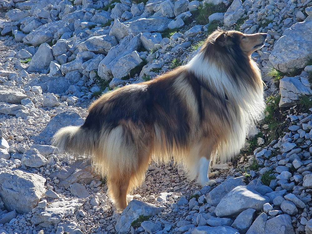Slika je vidna v Google Chromu.