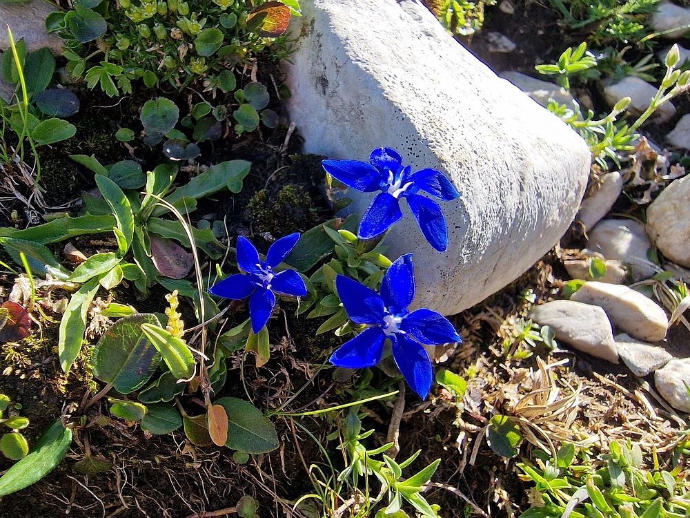 Slika je vidna v Google Chromu.