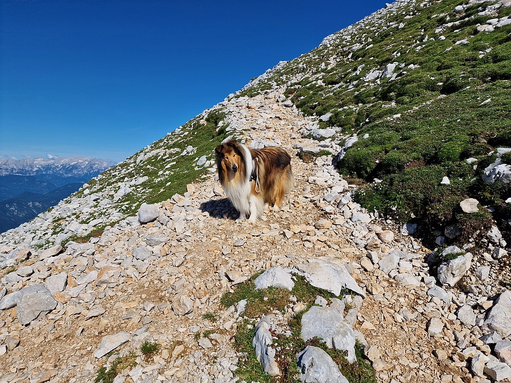 Slika je vidna v Google Chromu.