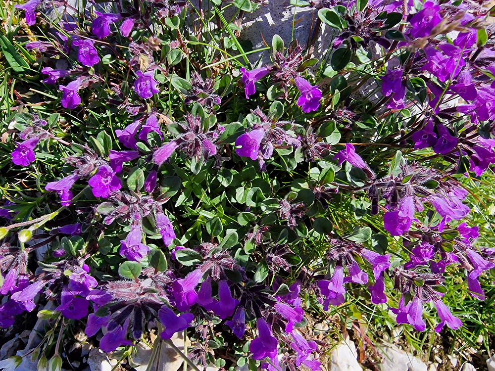 Slika je vidna v Google Chromu.