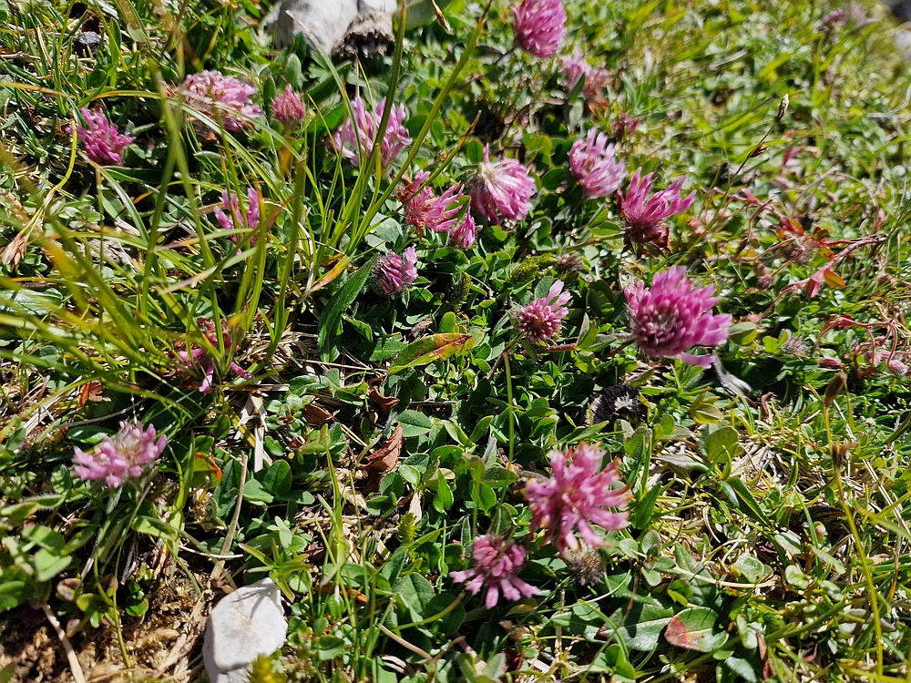 Slika je vidna v Google Chromu.