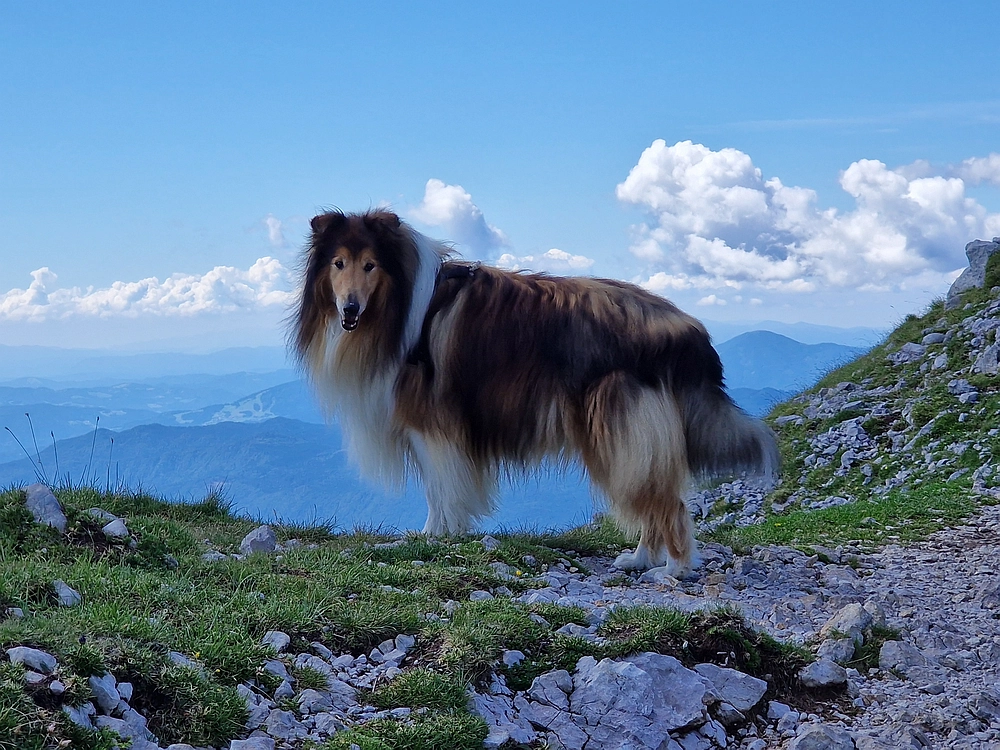 Slika je vidna v Google Chromu.