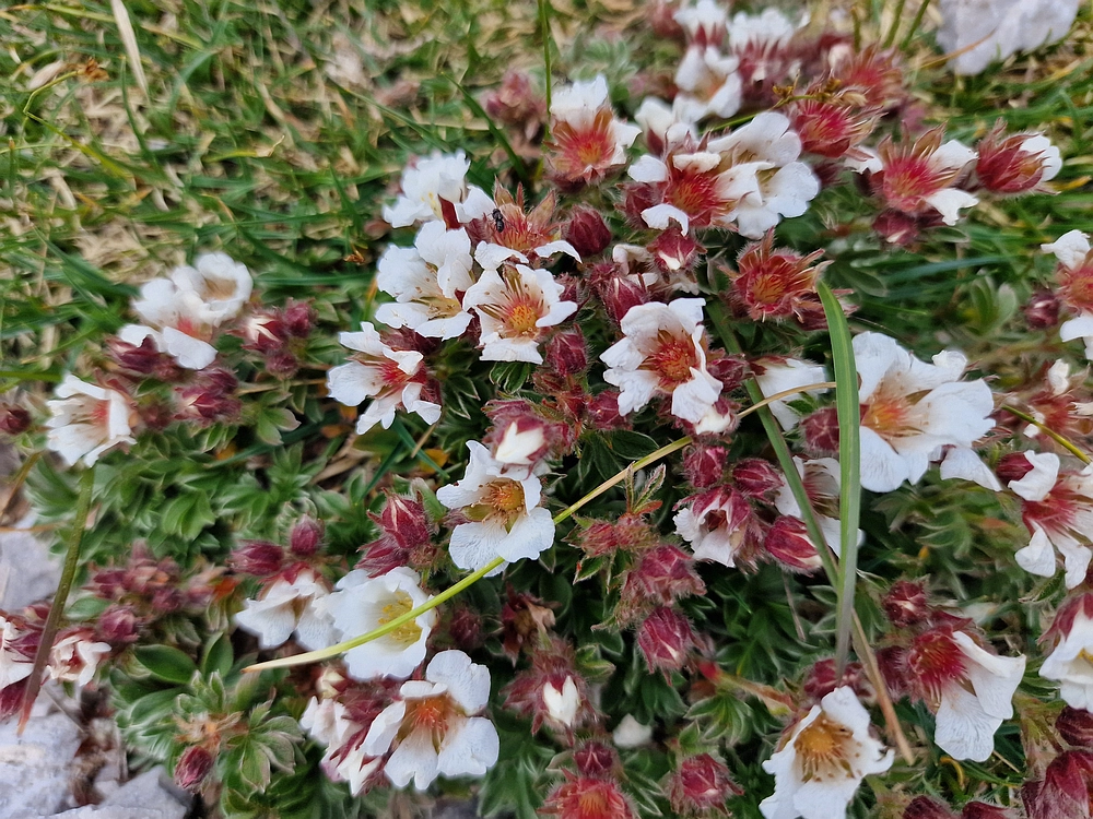 Slika je vidna v Google Chromu.