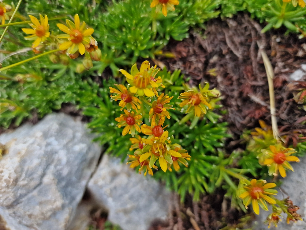 Slika je vidna v Google Chromu.