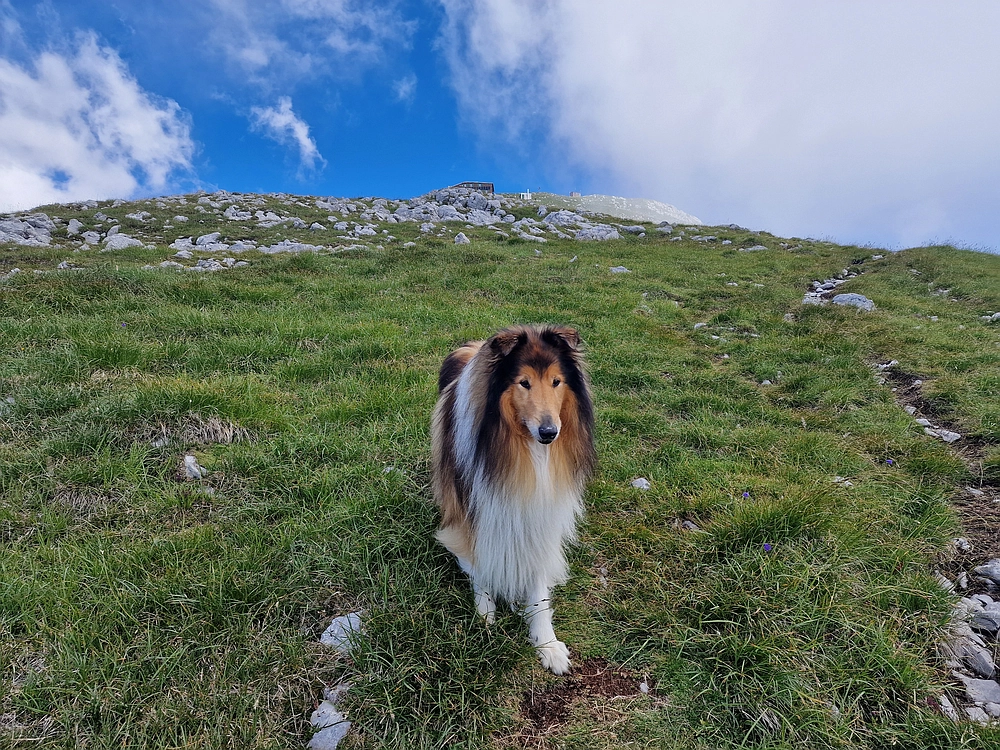 Slika je vidna v Google Chromu.