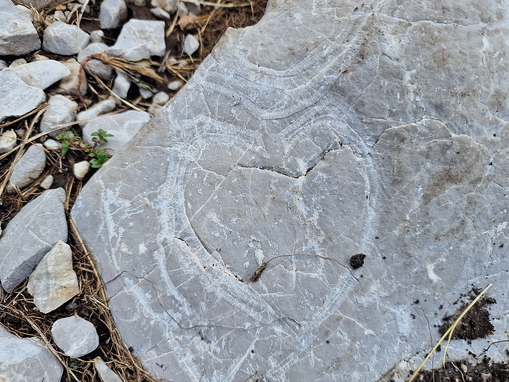 Slika je vidna v Google Chromu.