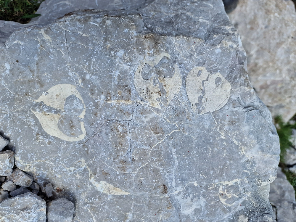 Slika je vidna v Google Chromu.