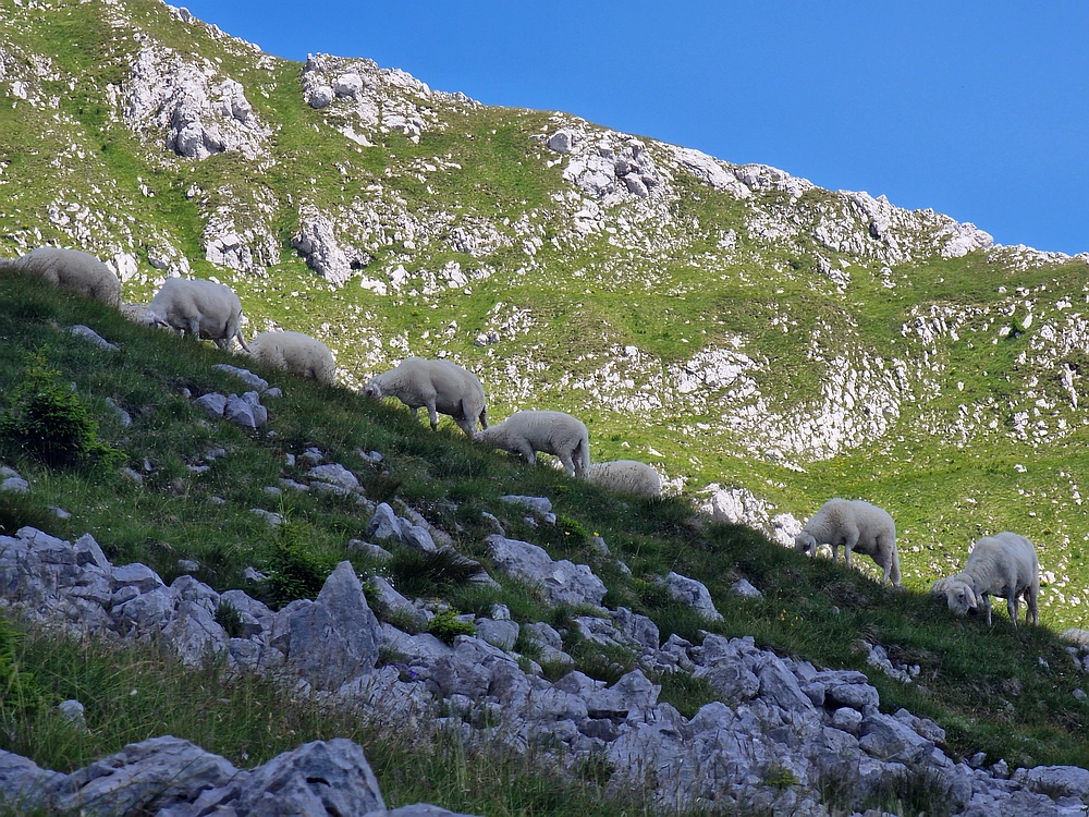 Slika je vidna v Google Chromu.