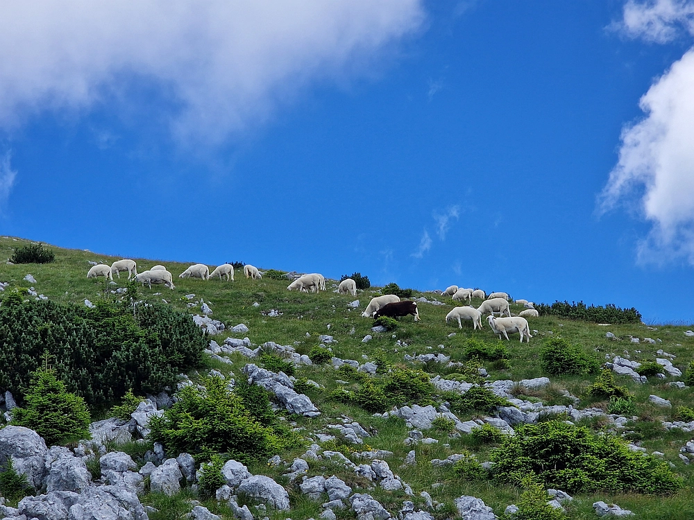 Slika je vidna v Google Chromu.