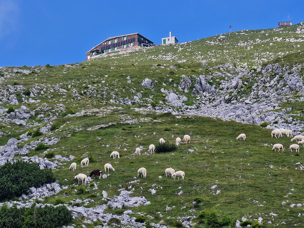 Slika je vidna v Google Chromu.
