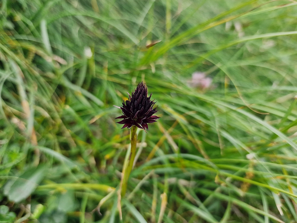 Slika je vidna v Google Chromu.