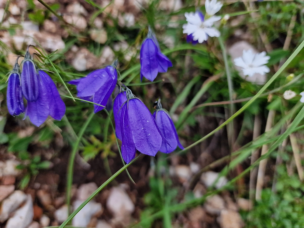 Slika je vidna v Google Chromu.