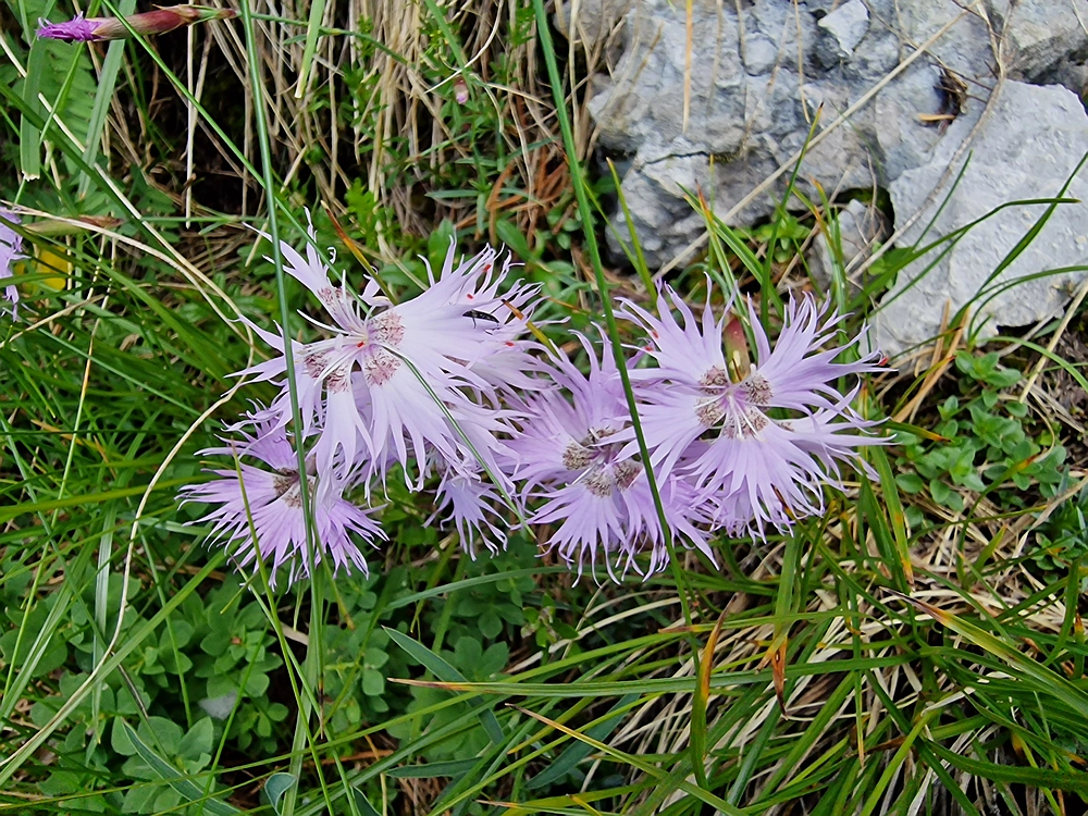 Slika je vidna v Google Chromu.