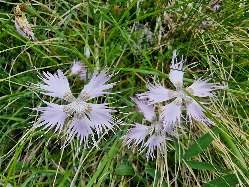 Slika je vidna v Google Chromu.