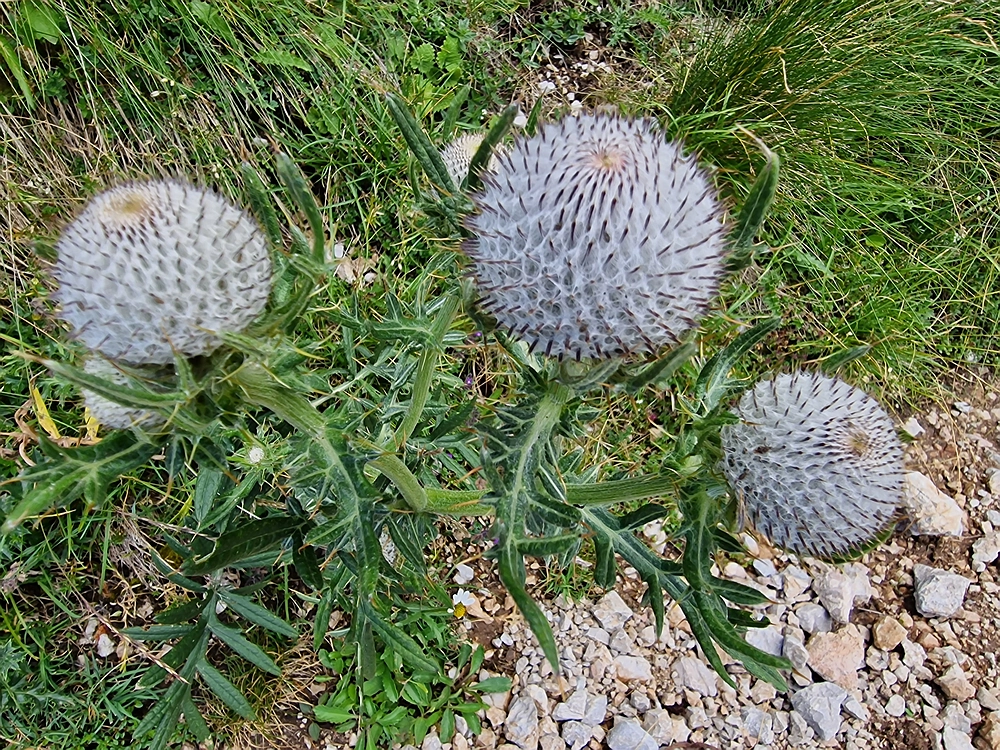 Slika je vidna v Google Chromu.