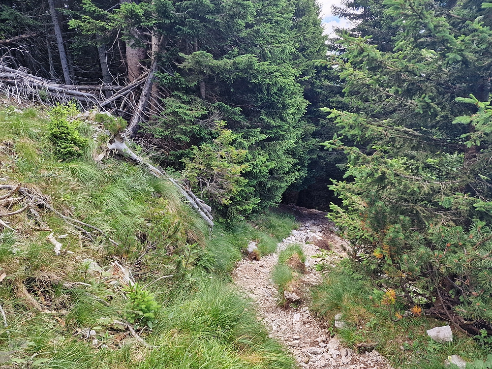 Slika je vidna v Google Chromu.