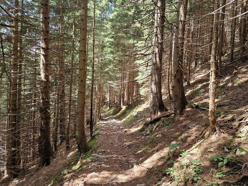 Slika je vidna v Google Chromu.