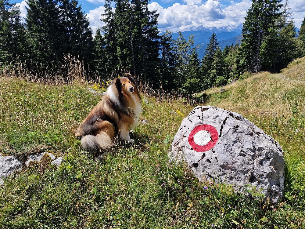 Slika je vidna v Google Chromu.