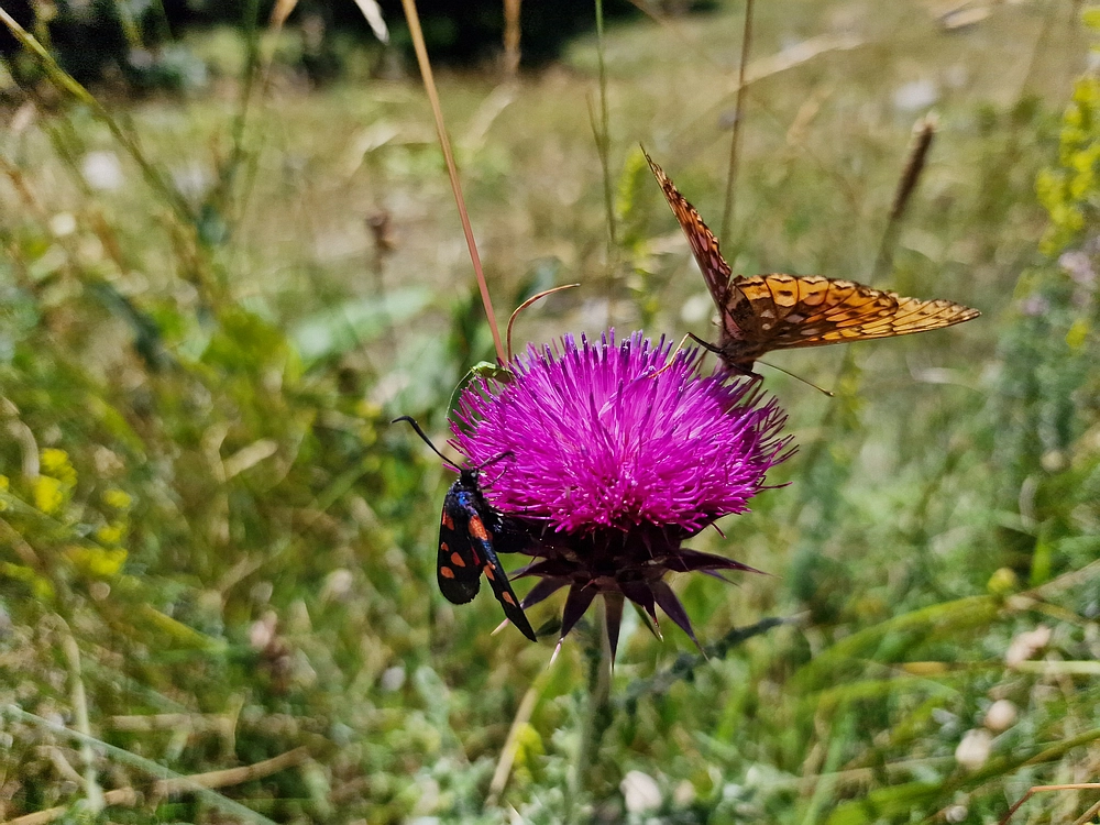 Slika je vidna v Google Chromu.