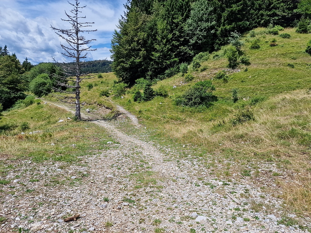 Slika je vidna v Google Chromu.