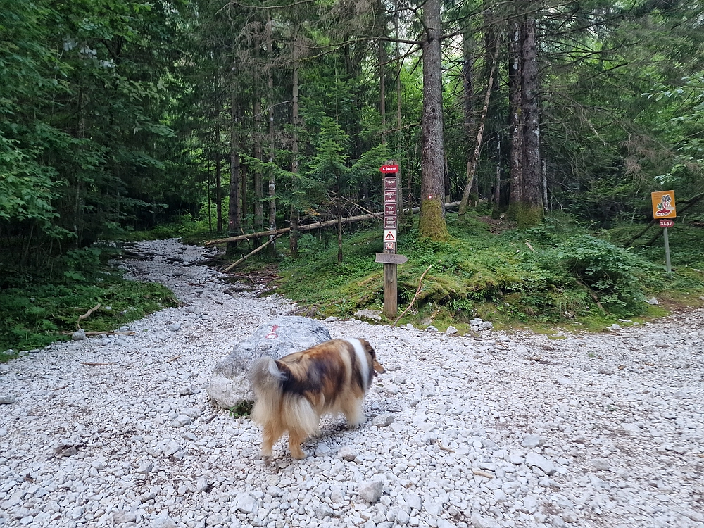 Slika je vidna v Google Chromu.