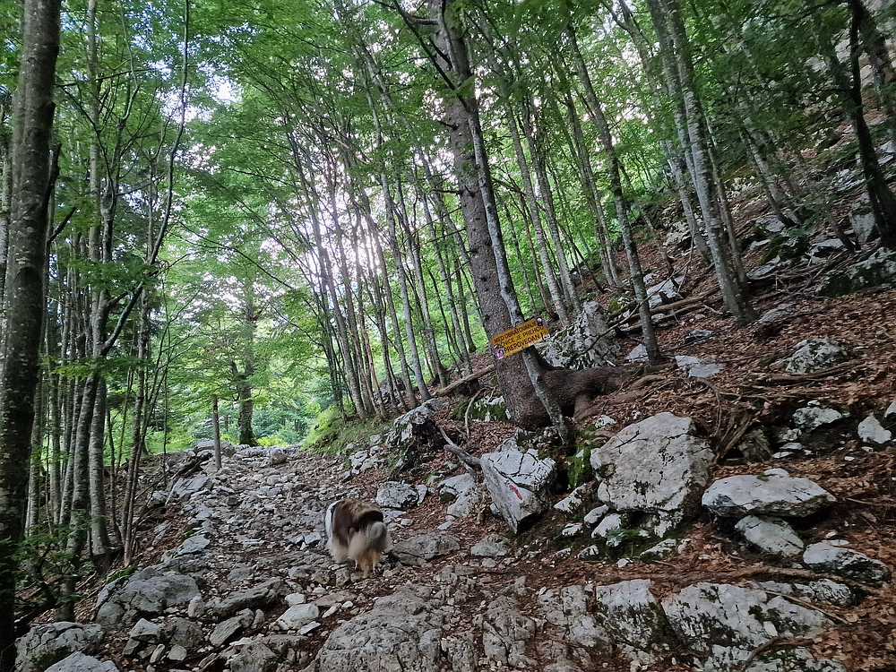 Slika je vidna v Google Chromu.