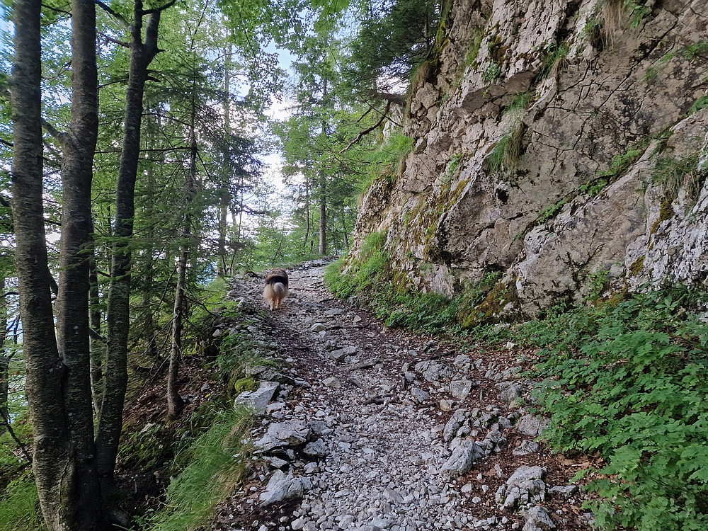 Slika je vidna v Google Chromu.