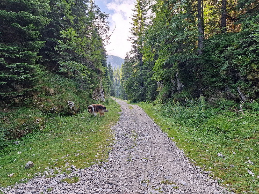 Slika je vidna v Google Chromu.