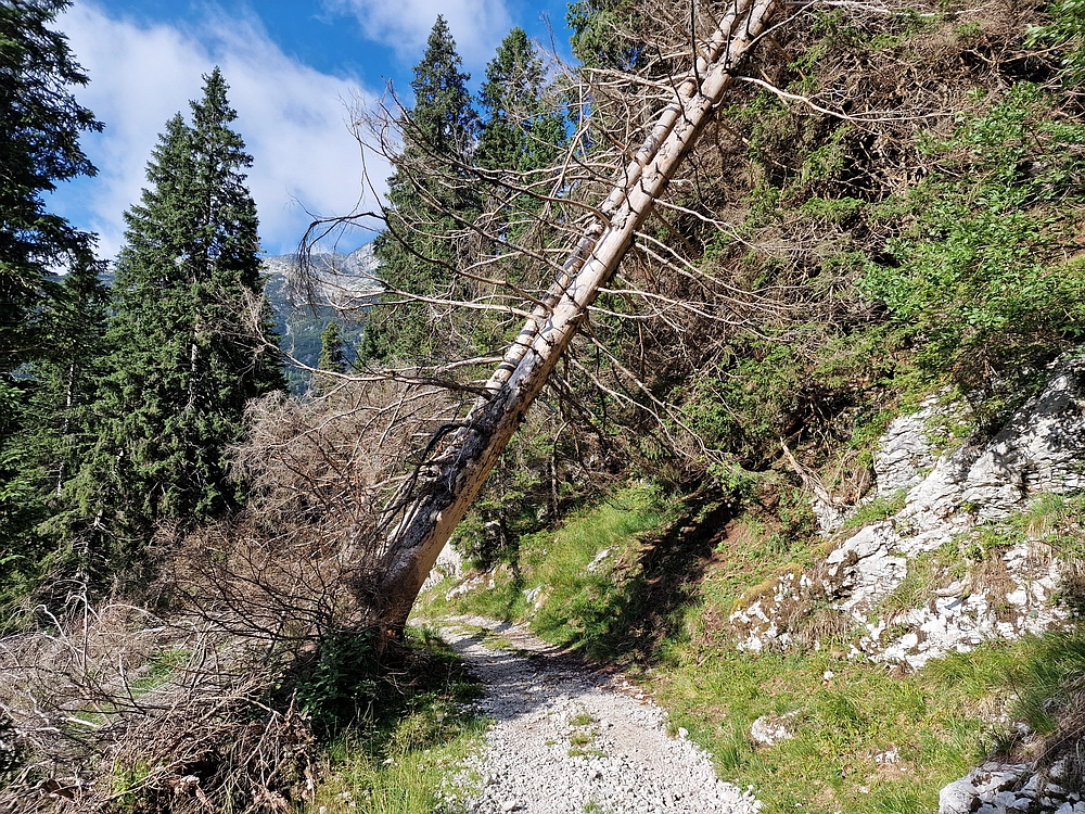 Slika je vidna v Google Chromu.