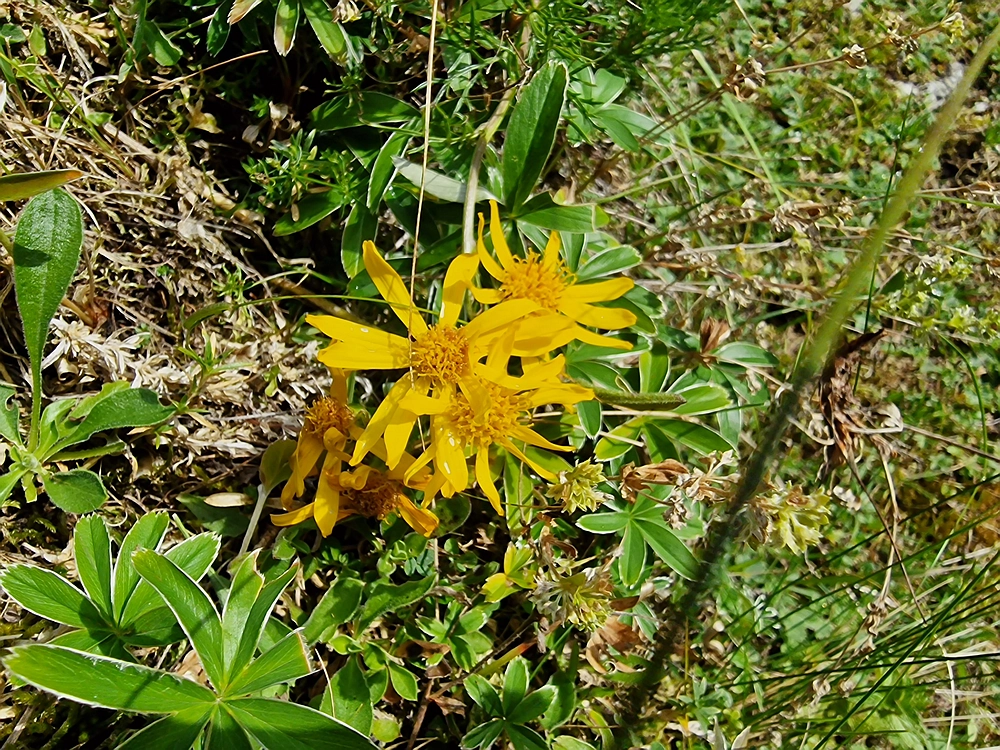 Slika je vidna v Google Chromu.