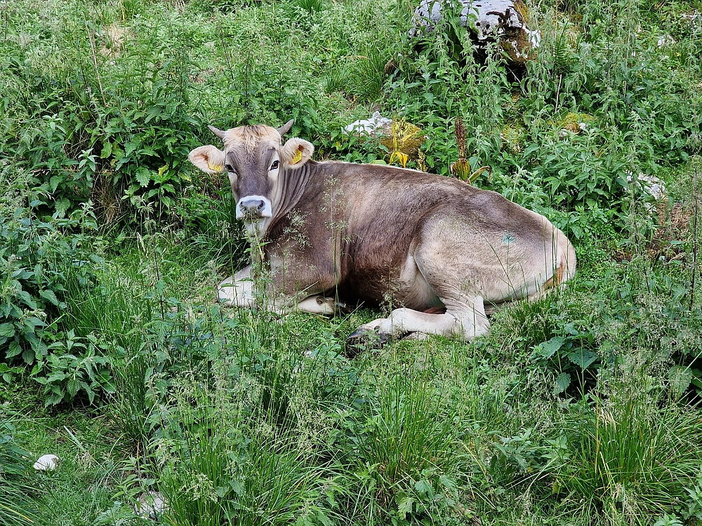 Slika je vidna v Google Chromu.