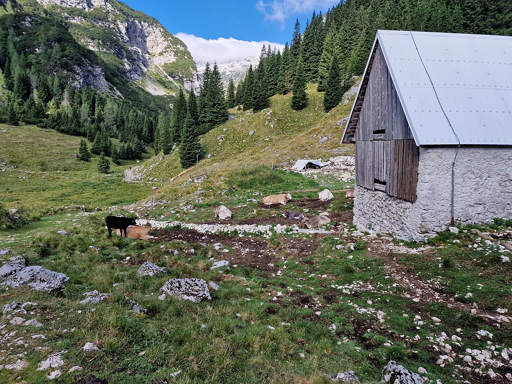 Slika je vidna v Google Chromu.