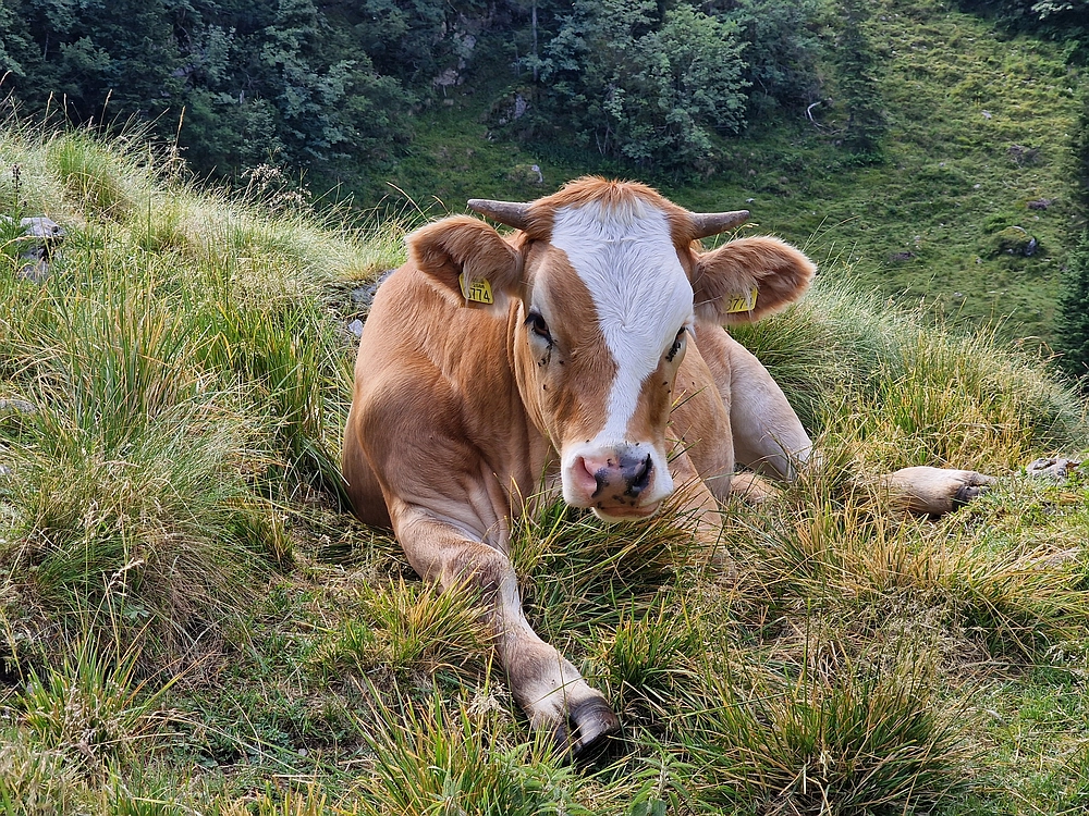 Slika je vidna v Google Chromu.