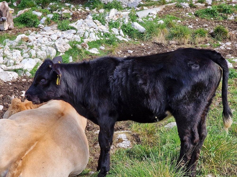 Slika je vidna v Google Chromu.