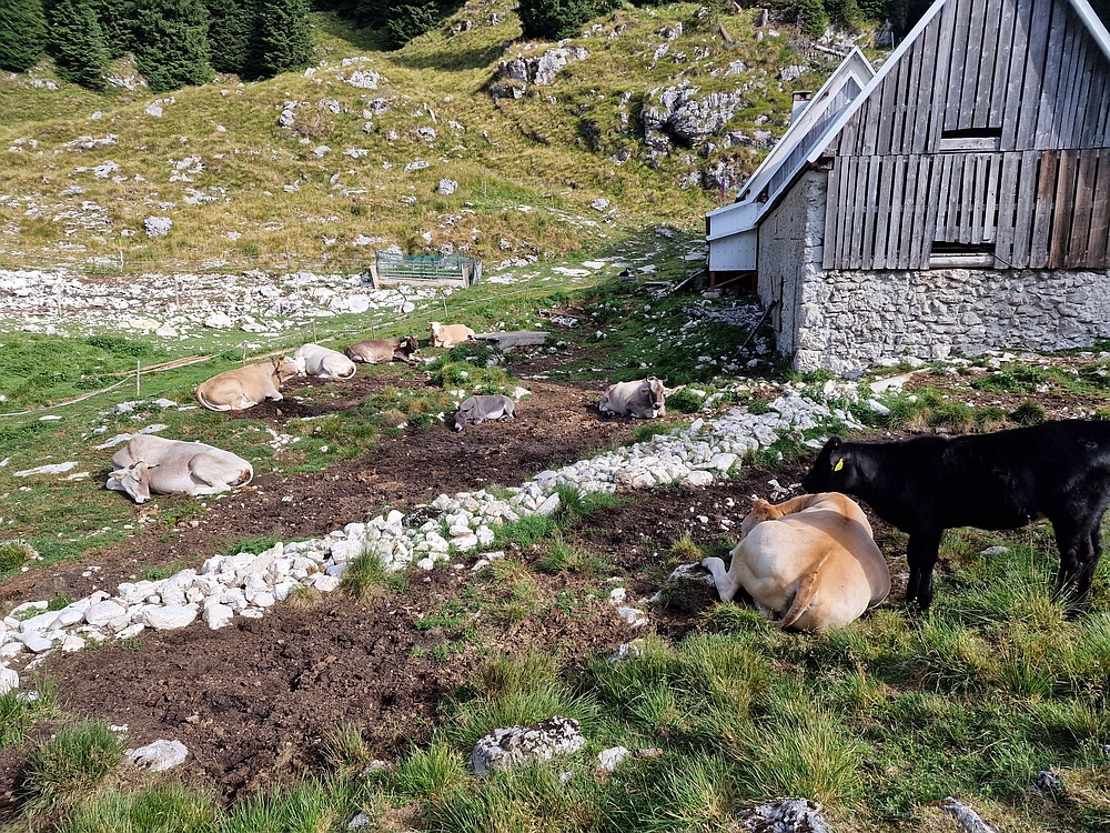 Slika je vidna v Google Chromu.