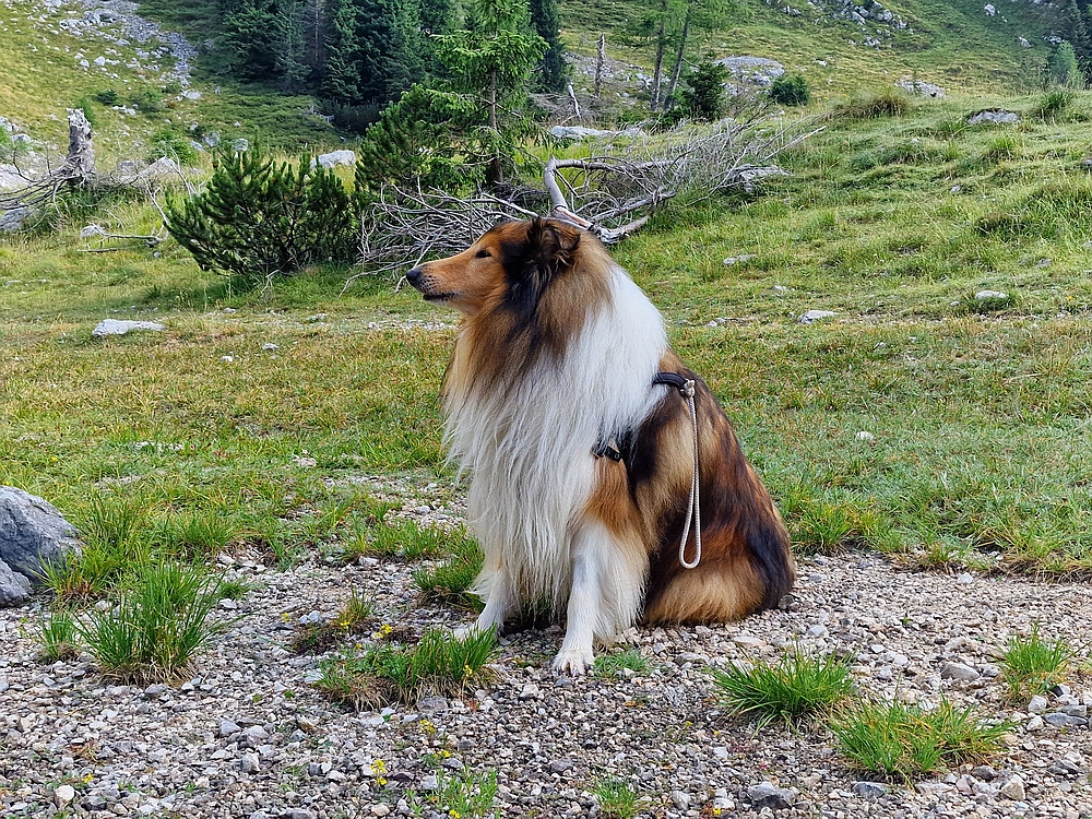 Slika je vidna v Google Chromu.