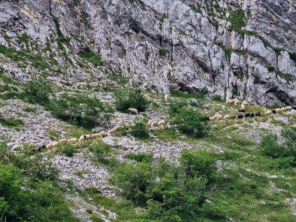 Slika je vidna v Google Chromu.